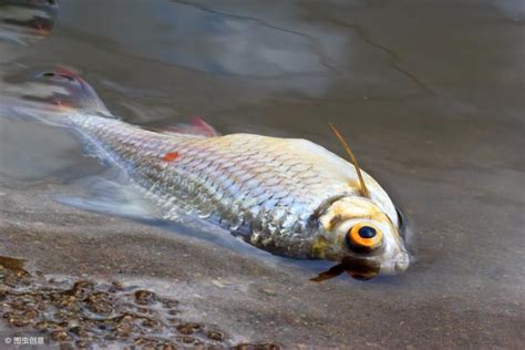 小魚死掉怎麼處理 金水年